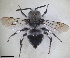  ( - RMNH.INS.1662552)  @11 [ ] by-nc-sa (2024) Unspecified Naturalis Biodiversity Centre
