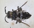  ( - RMNH.INS.1662553)  @11 [ ] by-nc-sa (2024) Unspecified Naturalis Biodiversity Centre