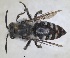  (Melecta guichardi - RMNH.INS.1662554)  @11 [ ] by-nc-sa (2024) Unspecified Naturalis Biodiversity Centre