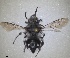  ( - RMNH.INS.1662560)  @11 [ ] by-nc-sa (2024) Unspecified Naturalis Biodiversity Centre
