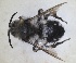  (Melecta duodecimmaculata - RMNH.INS.1662561)  @11 [ ] by-nc-sa (2024) Unspecified Naturalis Biodiversity Centre