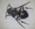  ( - RMNH.INS.1662562)  @11 [ ] by-nc-sa (2024) Unspecified Naturalis Biodiversity Centre