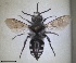  ( - RMNH.INS.1662573)  @11 [ ] by-nc-sa (2024) Unspecified Naturalis Biodiversity Centre