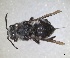  ( - RMNH.INS.1662574)  @11 [ ] by-nc-sa (2024) Unspecified Naturalis Biodiversity Centre
