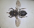  ( - RMNH.INS.1662603)  @11 [ ] by-nc-sa (2024) Unspecified Naturalis Biodiversity Centre