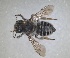  ( - RMNH.INS.1662604)  @11 [ ] by-nc-sa (2024) Unspecified Naturalis Biodiversity Centre