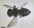  ( - RMNH.INS.1662605)  @11 [ ] by-nc-sa (2024) Unspecified Naturalis Biodiversity Centre
