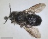  ( - RMNH.INS.1662640)  @11 [ ] by-nc-sa (2024) Unspecified Naturalis Biodiversity Centre