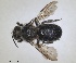  ( - RMNH.INS.1662641)  @11 [ ] by-nc-sa (2024) Unspecified Naturalis Biodiversity Centre