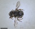  ( - RMNH.INS.1662643)  @11 [ ] by-nc-sa (2024) Unspecified Naturalis Biodiversity Centre