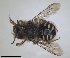  ( - RMNH.INS.1662644)  @11 [ ] by-nc-sa (2024) Unspecified Naturalis Biodiversity Centre