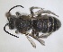  ( - RMNH.INS.1662674)  @11 [ ] by-nc-sa (2024) Unspecified Naturalis Biodiversity Centre