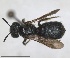  ( - RMNH.INS.1662680)  @11 [ ] by-nc-sa (2024) Unspecified Naturalis Biodiversity Centre