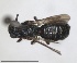  ( - RMNH.INS.1662681)  @11 [ ] by-nc-sa (2024) Unspecified Naturalis Biodiversity Centre