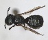  (Ceratina albosticta - RMNH.INS.1662682)  @11 [ ] by-nc-sa (2024) Unspecified Naturalis Biodiversity Centre