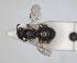 ( - RMNH.INS.1662684)  @11 [ ] by-nc-sa (2024) Unspecified Naturalis Biodiversity Centre