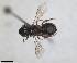  ( - RMNH.INS.1662685)  @11 [ ] by-nc-sa (2024) Unspecified Naturalis Biodiversity Centre