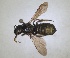  ( - RMNH.INS.1662687)  @11 [ ] by-nc-sa (2024) Unspecified Naturalis Biodiversity Centre