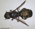  ( - RMNH.INS.1662688)  @11 [ ] by-nc-sa (2024) Unspecified Naturalis Biodiversity Centre
