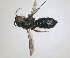  ( - RMNH.INS.1662693)  @11 [ ] by-nc-sa (2024) Unspecified Naturalis Biodiversity Centre