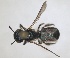  (Ceratina mandibularis - RMNH.INS.1662694)  @11 [ ] by-nc-sa (2024) Unspecified Naturalis Biodiversity Centre
