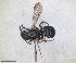  (Ceratina nigroaenea - RMNH.INS.1662698)  @11 [ ] by-nc-sa (2024) Unspecified Naturalis Biodiversity Centre