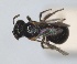  ( - RMNH.INS.1662701)  @11 [ ] by-nc-sa (2024) Unspecified Naturalis Biodiversity Centre