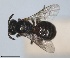  ( - RMNH.INS.1662702)  @11 [ ] by-nc-sa (2024) Unspecified Naturalis Biodiversity Centre