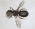  (Ceratina schwarzi - RMNH.INS.1662703)  @11 [ ] by-nc-sa (2024) Unspecified Naturalis Biodiversity Centre
