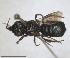  ( - RMNH.INS.1662705)  @11 [ ] by-nc-sa (2024) Unspecified Naturalis Biodiversity Centre