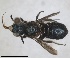  ( - RMNH.INS.1662706)  @11 [ ] by-nc-sa (2024) Unspecified Naturalis Biodiversity Centre