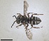  ( - RMNH.INS.1662707)  @11 [ ] by-nc-sa (2024) Unspecified Naturalis Biodiversity Centre