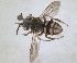  ( - RMNH.INS.1662708)  @11 [ ] by-nc-sa (2024) Unspecified Naturalis Biodiversity Centre