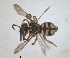  ( - RMNH.INS.1662709)  @11 [ ] by-nc-sa (2024) Unspecified Naturalis Biodiversity Centre