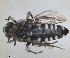  ( - RMNH.INS.1662710)  @11 [ ] by-nc-sa (2024) Unspecified Naturalis Biodiversity Centre