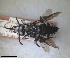  (Thyreus hellenicus - RMNH.INS.1662711)  @11 [ ] by-nc-sa (2024) Unspecified Naturalis Biodiversity Centre