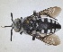  ( - RMNH.INS.1662714)  @11 [ ] by-nc-sa (2024) Unspecified Naturalis Biodiversity Centre