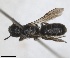 ( - RMNH.INS.1662729)  @11 [ ] by-nc-sa (2024) Unspecified Naturalis Biodiversity Centre
