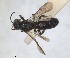  ( - RMNH.INS.1662730)  @11 [ ] by-nc-sa (2024) Unspecified Naturalis Biodiversity Centre