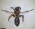  (Andrena asiatica - RMNH.INS.1662744)  @11 [ ] by-nc-sa (2024) Unspecified Naturalis Biodiversity Centre
