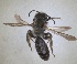  ( - RMNH.INS.1662746)  @11 [ ] by-nc-sa (2024) Unspecified Naturalis Biodiversity Centre