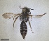  ( - RMNH.INS.1662748)  @11 [ ] by-nc-sa (2024) Unspecified Naturalis Biodiversity Centre