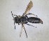  ( - RMNH.INS.1662770)  @11 [ ] by-nc-sa (2024) Unspecified Naturalis Biodiversity Centre