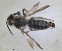  ( - RMNH.INS.1662771)  @11 [ ] by-nc-sa (2024) Unspecified Naturalis Biodiversity Centre