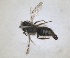  (Andrena astica - RMNH.INS.1662774)  @11 [ ] by-nc-sa (2024) Unspecified Naturalis Biodiversity Centre