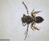  ( - RMNH.INS.1662785)  @11 [ ] by-nc-sa (2024) Unspecified Naturalis Biodiversity Centre