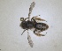  (Andrena crepidis - RMNH.INS.1662788)  @11 [ ] by-nc-sa (2024) Unspecified Naturalis Biodiversity Centre