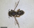  ( - RMNH.INS.1662790)  @11 [ ] by-nc-sa (2024) Unspecified Naturalis Biodiversity Centre