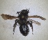  ( - RMNH.INS.1662806)  @11 [ ] by-nc-sa (2024) Unspecified Naturalis Biodiversity Centre