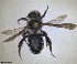  ( - RMNH.INS.1662807)  @11 [ ] by-nc-sa (2024) Unspecified Naturalis Biodiversity Centre